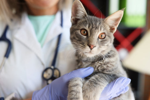 Common Cat Diseases and Symptoms to Watch For
