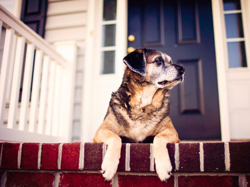 Understanding Dog Back Injury: Symptoms, Treatment, and Recovery Guide for Pet Owners