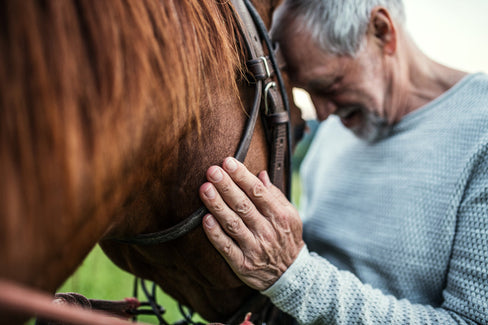 glucosamine for horses
