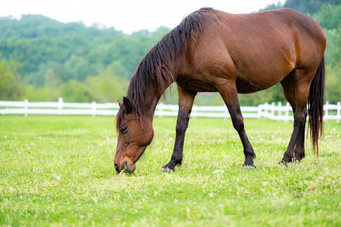 skinny horse