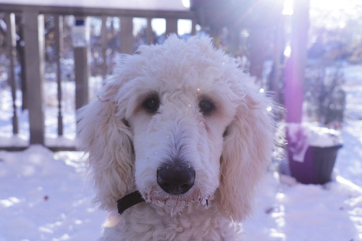 Canine Hip Dysplasia | Tri-Acta for Hip Dysplasia in Dogs