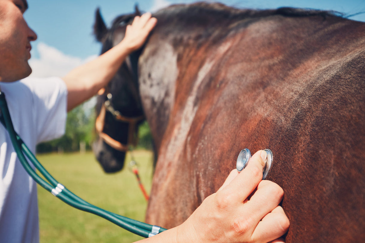 Horse Fetlock Joint Lameness: Causes, Prevention, and Treatment ...