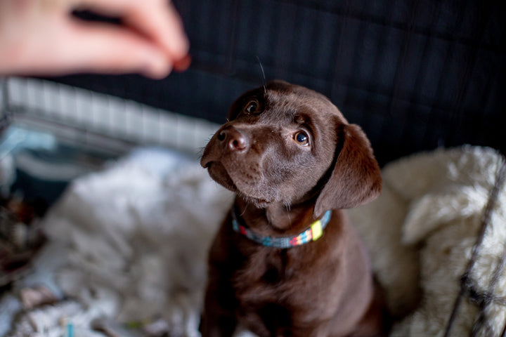 Best Dog Food For Large Breed Puppies