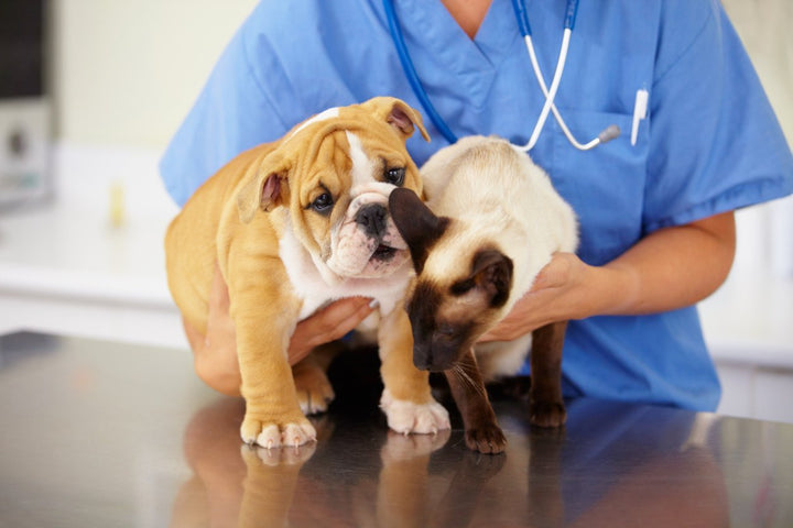 Maintain Optimal Pet Health With 6 Tips From Animal Health Partners