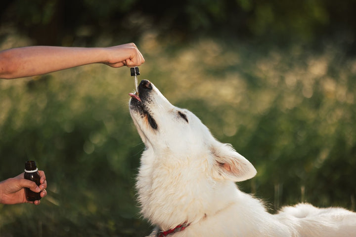 How to Choose the Best CBD Oil for Dogs with Arthritis