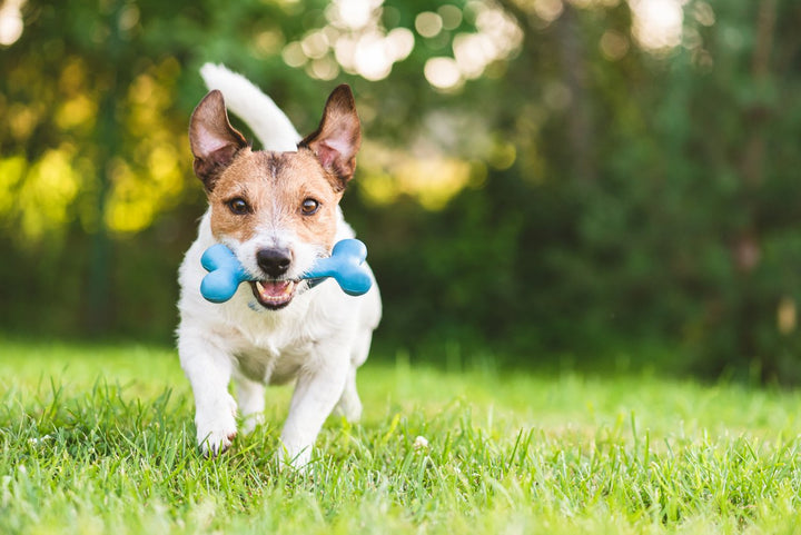 Choosing the Best Dog Joint Supplement: Tips & Types