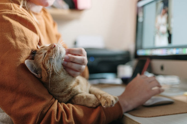 Best Cat Supplements for Every Aspect of Feline Health