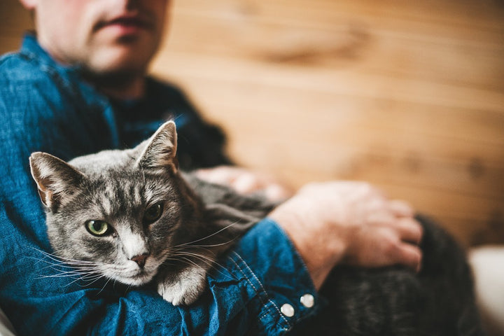 How to Take Care of Cat Health [A Guide On Various Breeds]