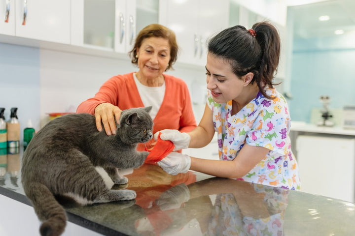 Cat Leg Injury: Common Causes, Symptoms, Treatment & More