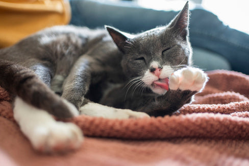 Cat Sneezing a Lot? Causes, Treatments & When to Worry