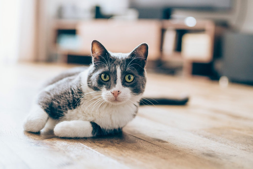 3 Ways to Treat a Cat Tail Injury: Symptoms, Causes, Diagnosis ...