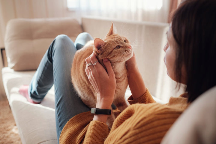 Cat Calming Treats and Other Products to Help Your Kitty Relax