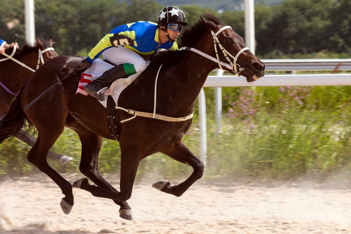 How to Choose a Good Race Horse Trainer: A Step-By-Step Guide