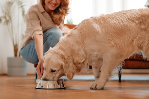collagen for dogs