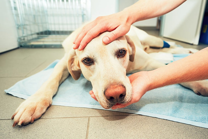 Cushing Syndrome Dog Back Legs [Diagnosis, Symptoms & Treatment]