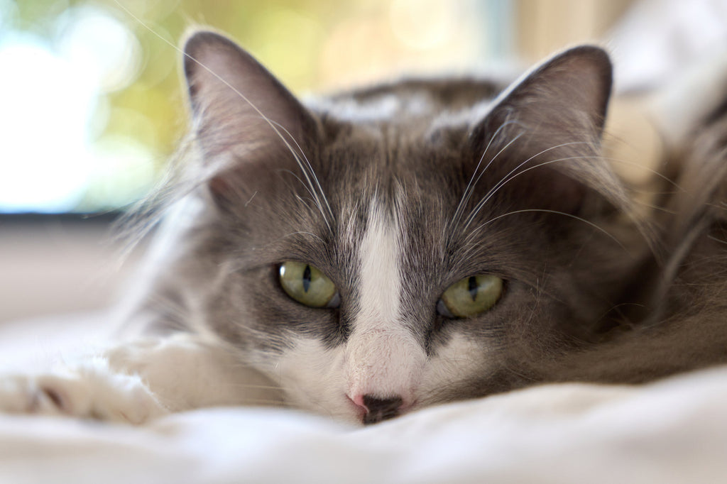Depressed Cat? 9 Signs & How to Help Your Feline – Integricare