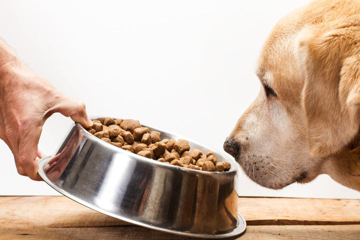 Diet Dog Food: All the Stats, Facts, and Data You'll Ever Need to Know