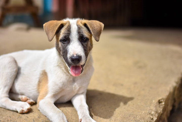 Comprehensive Guide on Dog ACL [Prevention Tips Included]