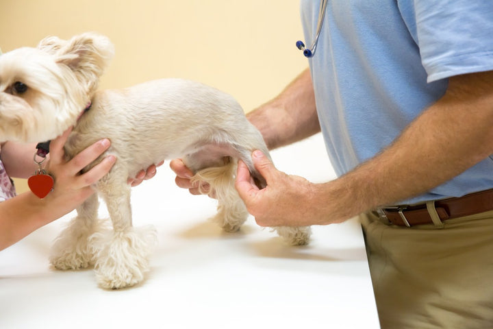 Joint Supplements To Help Luxating Patella In Dogs
