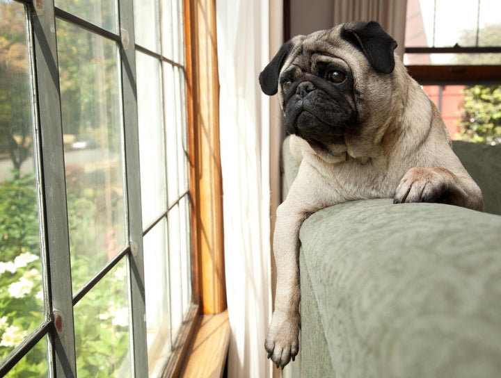 Dog Elbow Dysplasia - Top Prevention & Treatment Tips