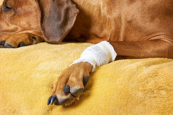 How To Prevent And Treat Dog Front Leg Injury [Top Tips]