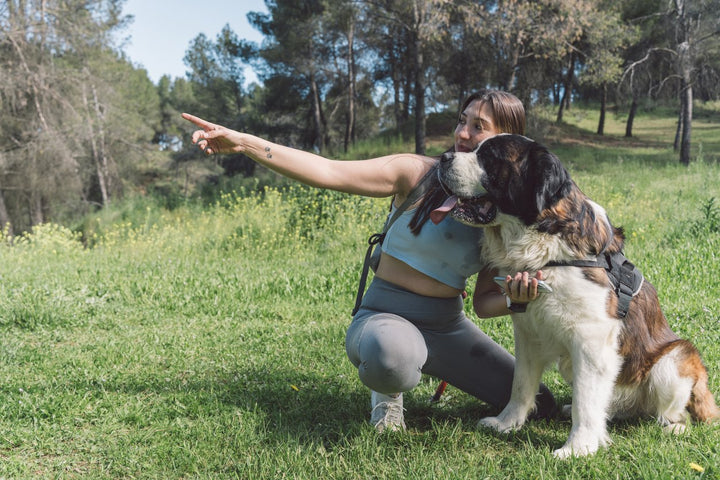Dog Harness Basics: A Guide to Fit, Training, and Care