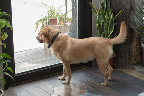 dog hind leg anatomy