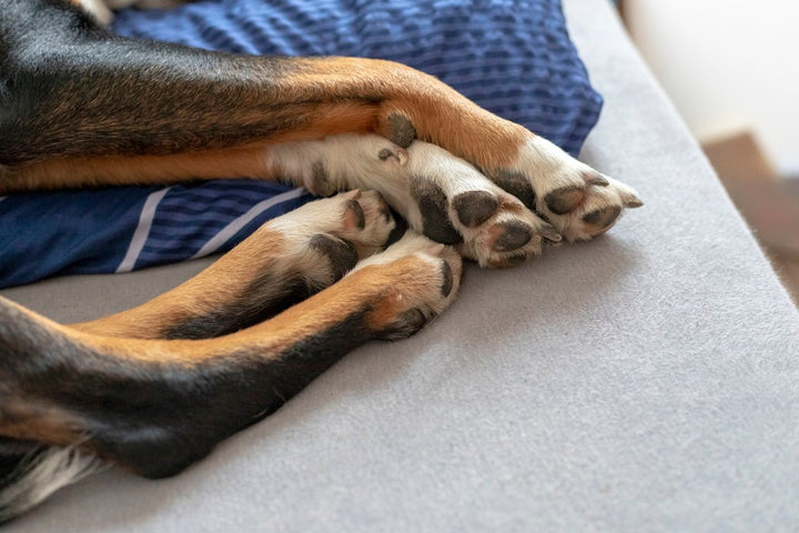 Your Questions on Dog Legs Health Issues Answered