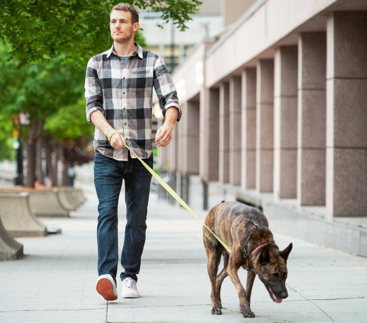 Why is My Dog Limping? [Causes, Prevention, Q&A]