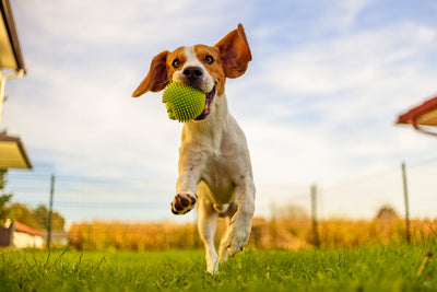 Hip Dysplasia in Dogs: Top Prevention & Treatment Tips