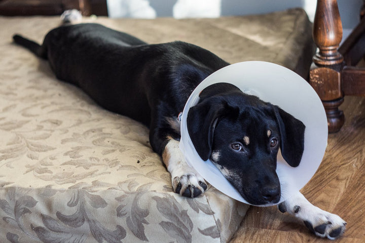 All About Dog Neuter Recovery [Surgery Types, Complications & Tips]
