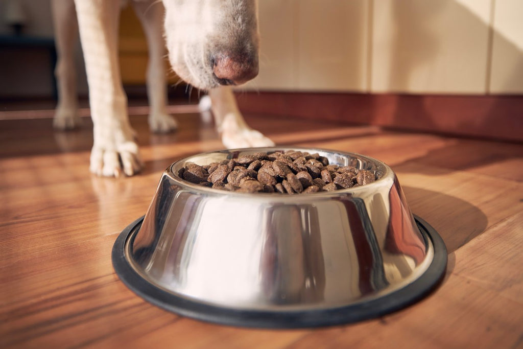 5 Best Dog Food for Joint Health [Types, Benefits & Selection Criteria] –  Integricare