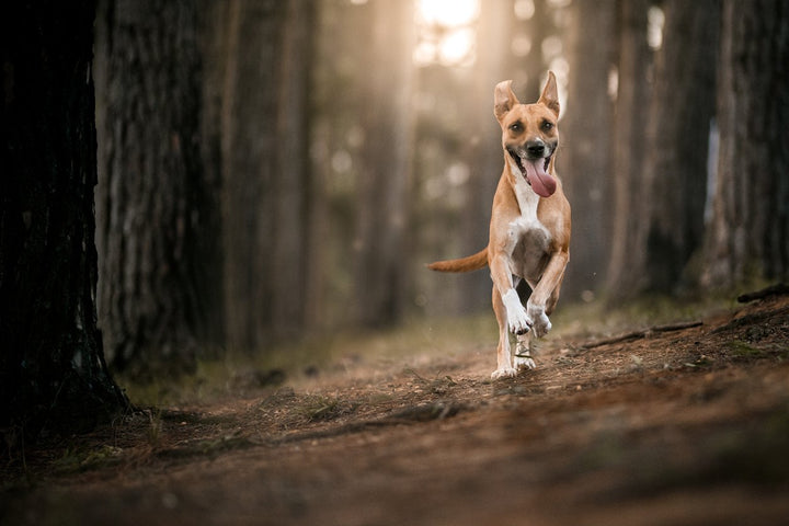 Best Dog Vitamins for Joints in All Ages & Breeds