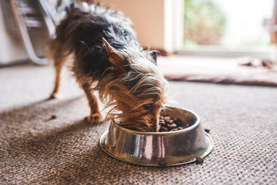 Gut Health for Dogs: Signs, Causes, and How to Improve Digestion