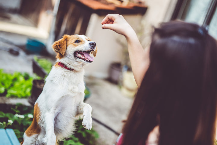 Best Dog Probiotics: Types, Pros, Cons, & More