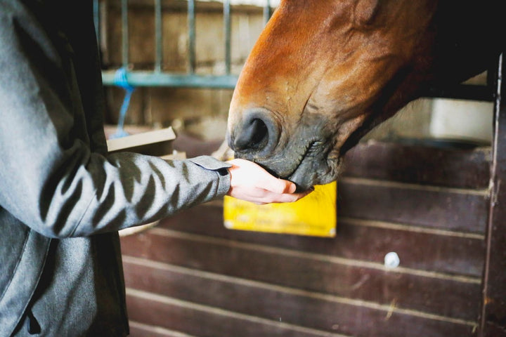 Finding the Best Glucosamine Chondroitin for Horses [Top Guide]