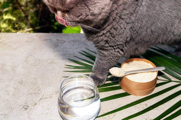 glucosamine for cats 