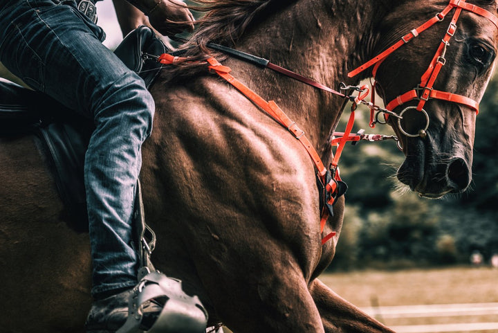 Complete Guide on Horse Muscles [Domestic & Sport]