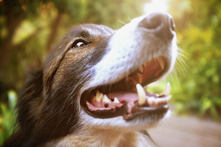 Dog Dental Care Guide: Tips, Products, & More