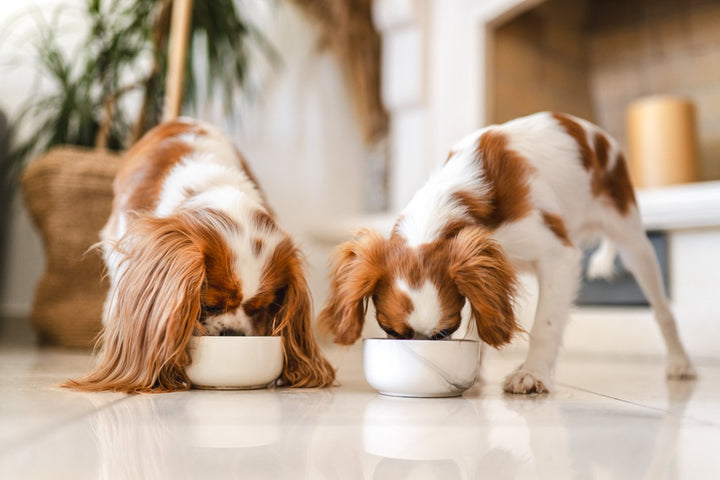 A Simple Guide to Bone Broth for Dogs [Benefits, Recipes, & Types]
