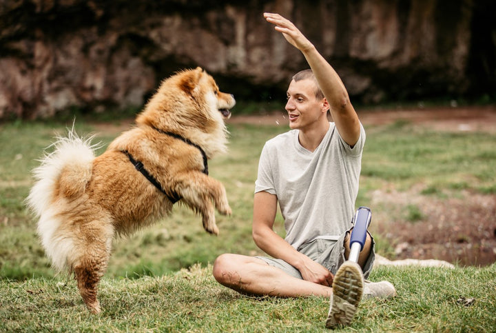 How to Choose the Best Joint Medicine for Dogs