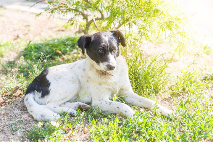 Taking Care of a Dog With Dislocated Hip: Vet Care & At Home