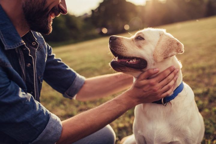 When is a Dog Considered a Senior? Breed, Size, and More