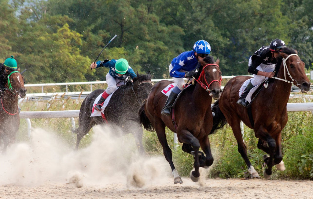A Guide to Getting Your Performance Equine to Shine Like a Star ...