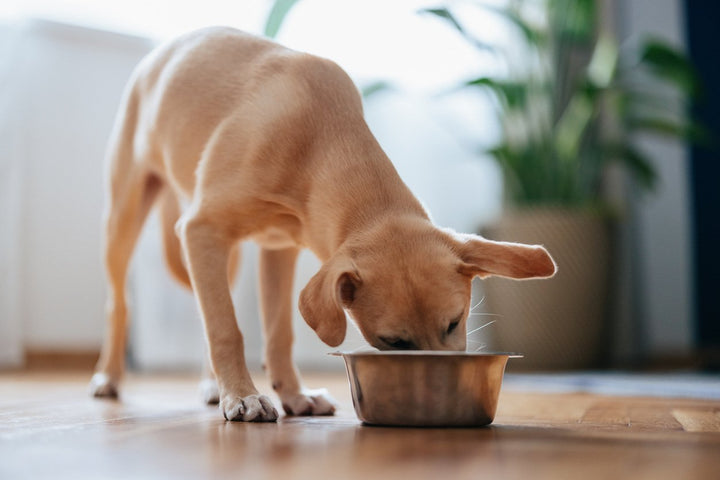 Turmeric for Dogs: What You Should Know