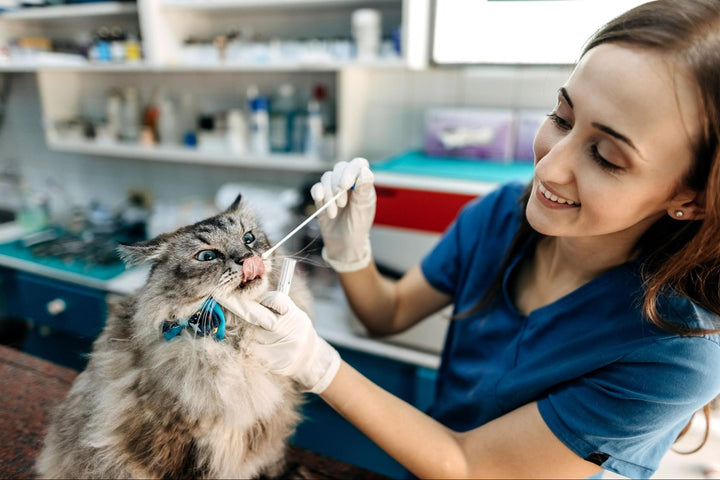 All About Cat Dental Care [Tips and Dental Disease Prevention]