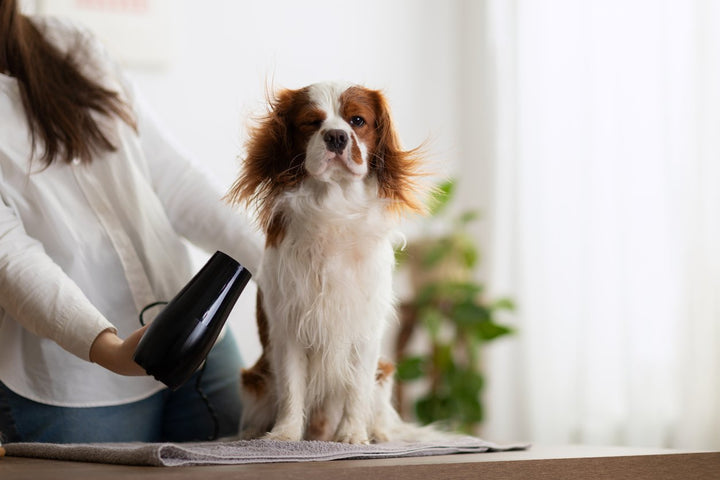 Dog Grooming Products: How to Choose the Right Ones