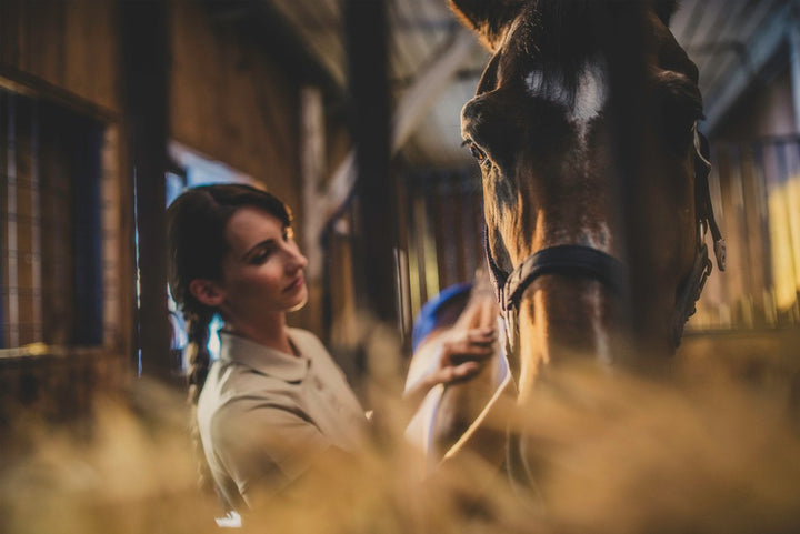 All About Equine Massage Therapy for Sport Horse Wellness
