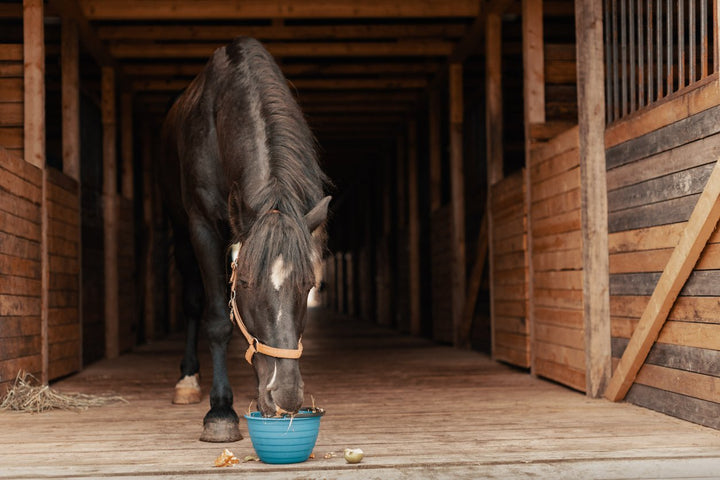 Getting Up to Speed With a Horse Diet for Your Steed