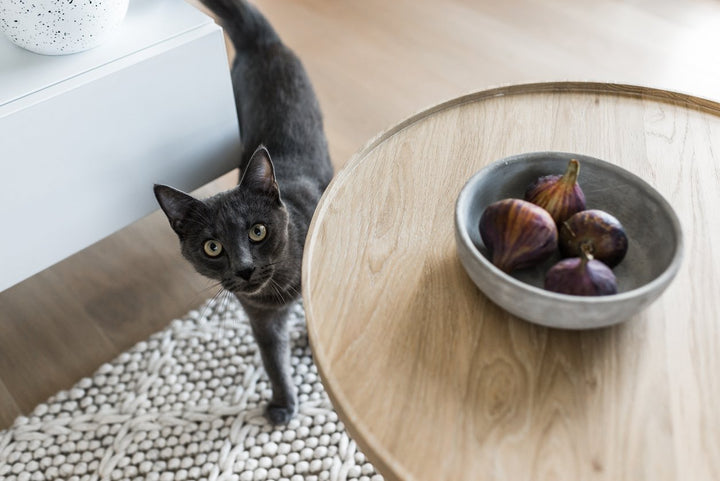 How to Help an Underweight Cat: Causes and Care Options